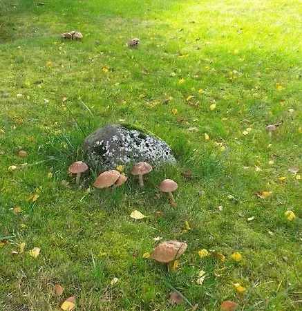 Rekreacni Dum Pohoda Villa Jiřetín pod Jedlovou